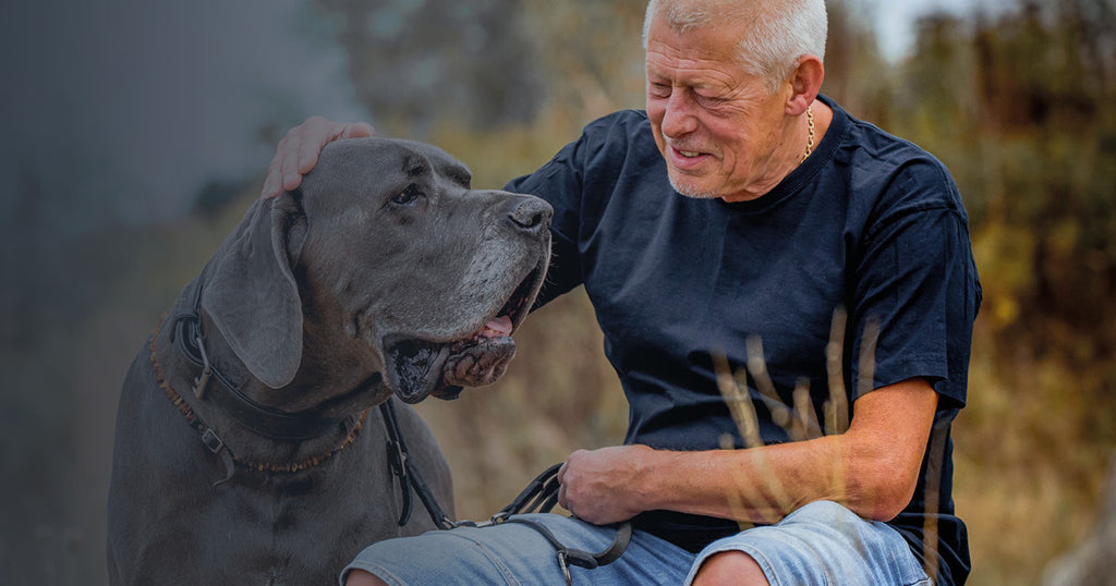 Senior hunden - Den rätta fodringen