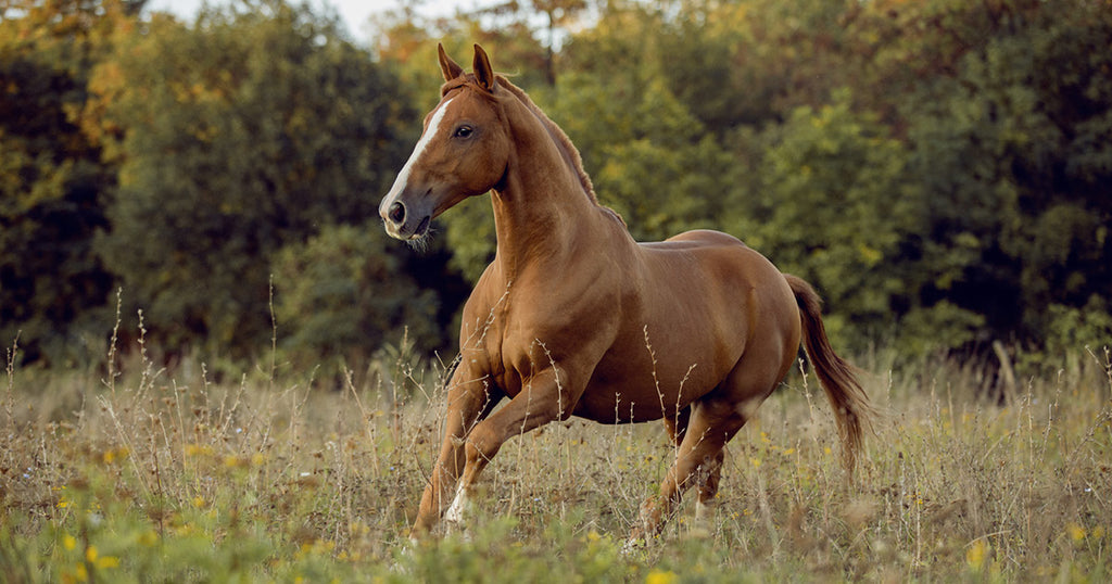 Varför är vissa hästar ”lättare” att utfodra?